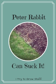 Peter Rabbit Suck it
