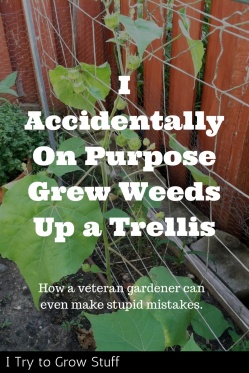 Grew Weeds up trellis